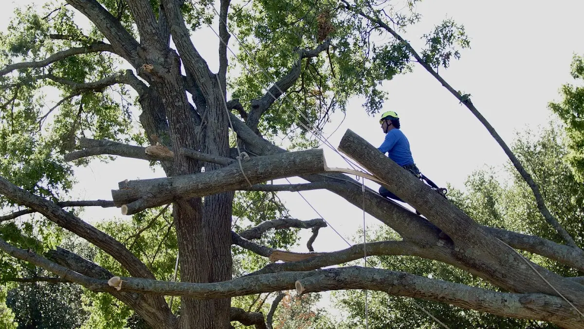 Professional Hazardous Tree Removal performed by certified arborists in Richmond